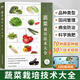 蔬菜栽培技術(shù)大全 蔬菜種植技巧 栽培技術(shù)知識(shí) 大棚蔬菜栽培實(shí)用技術(shù) 瓜類蔬菜種植管理知識(shí)及病蟲害圖譜與防治書 蔬菜栽培技術(shù)大全