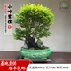 卓美御庭小葉紫檀造型盆景老樁真樹(shù)辦公室庭院陽(yáng)臺(tái)耐活好養(yǎng)高端盆栽 小葉紫檀03號(hào)