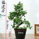 老樁福建茶盆栽飄枝造型盆景室內辦公室客廳茶桌擺件開(kāi)花常青好養 老樁游龍款福建茶+基地原盆+肥料