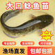 南方大口鯰魚(yú)苗淡水養(yǎng)殖食用活體河鯰土鯰魚(yú)二須鯰肉食塘鲺鯰魚(yú)苗 大口鯰4-6厘米5條【送1條防損】