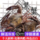 大黑蟹蟹肉飽滿東山島海鮮 海捕活凍石蟹黑金剛蟹鮮活螃蟹c 黑蟹 1斤 1-2只/斤