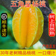 田果匠（順豐鎖鮮次日達(dá)多地）福建漳州甜楊桃新鮮水果當(dāng)季老樹上熟揚(yáng)桃 5斤（14個內(nèi)）