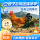 三德子好甄選壯年大公雞 凈重5.5-6.5斤 山地散養(yǎng)300天走地雞凈膛雞肉生鮮