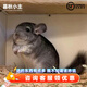 暮秋小主龍貓活物 龍貓活體幼崽寵物毛絲鼠親人 隨機(jī)龍貓（不支持挑選）