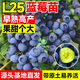 歐悟正宗藍莓樹苗帶原土藍莓樹果苗盆栽地栽果樹苗室內(nèi)耐寒南北方種植 花香藍莓【6年苗】含原土