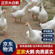 京沭農家散養兩年大白鵝7-8斤整只老鵝帶內臟新鮮現殺鵝肉嫩鵝土鵝 7-8斤 整只