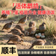 【順豐活體】鷓鴣飛龍呱呱雞石雞順豐包活到家活雞活禽寵物鳥(niǎo)活苗 2公2母（單只≥7兩）1個(gè)月下蛋