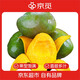 京覓 攀枝花凱特芒果 8斤單果700g+  生鮮新鮮水果 源頭直發(fā)