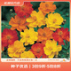 虹越萌吖吖花卉種子 春夏播花園庭院菊花類花種 硫華菊 矮桿混色
