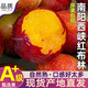 花農(nóng)氏黑布林黃肉李子玫瑰血絲李子恐龍蛋李黑布林血絲李玫瑰李 2斤 中果20-40g黑布林黃肉李