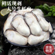 鮮活現剝生蠔肉去殼新鮮去殼新鮮海蠣子生蠔肉特大號生蠔肉 鮮活現剝生蠔肉去殼新鮮 生蠔肉250g*4盒