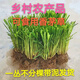新鮮香茅草苗檸檬草種苗可食用盆栽檸檬草盆栽香茅草盆栽 12棵種苗