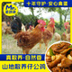 蛋鮮森安徽特產(chǎn)徽州金獎童子雞2只裝 山地散養土仔公雞凈膛現殺 白切雞 散養仔公雞650g/只*2只