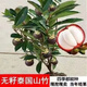 泰國無(wú)籽山竹果樹(shù)苗超甜大果無(wú)籽南北方種植四季盆栽地栽帶土帶葉 90-100高新品山竹8個(gè)月結果 0.5cm(含)-0.6cm(不含)