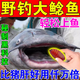 鯰魚瘋釣魚黑坑餌料野釣胡子鯰大口鯰塘鲺飼料打窩料引食劑釣餌 血蠶蛹1瓶裝 100ml 釣魚魚餌餌料大全