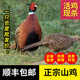 頤鄉情七彩山雞農家散養 新鮮山雞肉 鮮活現殺土雞大公雞老母雞現殺山雞 七彩野山雞2-2.5斤*2只+料包+鮮參