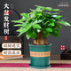 開時(shí)果 大盆三桿發(fā)財(cái)樹盆栽旺宅綠植 室內(nèi)招財(cái)開業(yè)植物四季好養(yǎng)桌面盆景 【約30-40cm】精品A級(jí)發(fā)財(cái)樹+磚紅加侖盆