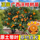 沃柑樹苗地栽盆栽南方北方種植橘子樹苗柑桔果樹苗嫁接沙糖桔樹苗 沃柑4年苗【帶土帶葉發(fā)貨】 80cm(含)-89cm(含)