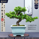 潮裕盆景羅漢松盆景公司前臺客廳入門(mén)玄關(guān)處迎客松真樹(shù)室內外擺放四季好養 羅漢松盆景23 老樁盆景/一物一拍