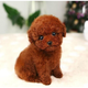 純種泰迪幼犬貴賓犬長(cháng)不大泰迪活幼體茶杯犬小型犬寵物狗狗 寵物級 深棕色 母