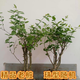 廣西橫縣茉莉苗五年苗老樁大苗批發(fā)花卉盆栽重瓣茉莉花濃香型直發(fā) 8年苗1棵 花期5-10月