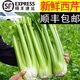 美鄰惠享家 山東西芹 凈重5斤 單顆800克左右 榨汁芹菜源頭直發(fā) 綠色 西芹5斤裝順豐包郵