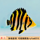 漪方蘇門答臘虎魚活體魚印尼四紋泰國三紋虎魚龍魚高端配魚熱帶觀賞魚 蘇魚7-8cm1條