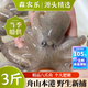 森農(nóng)樂舟山八爪魚生鮮小章魚大號鮮活整只冷凍新鮮大爆頭海鮮水產(chǎn)軟足 3斤(凈重)  【鮮肥量多實惠】