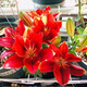 香水百合花種球帶盆栽好特大矮化重瓣四季開(kāi)花進(jìn)口室內外耐寒植物 深紅色[一盆3顆]帶盆帶土栽好發(fā)貨
