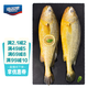海名威 冷凍黃花魚700g/2條 寧德大黃魚地標(biāo) 海鮮水產(chǎn) 生鮮魚類 
