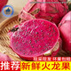 京榴香國產火龍果 新鮮水果生鮮 整箱約1.2斤-1.0斤/凈含量450g