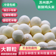 桓博農(nóng)場(chǎng)蘇州手工采摘新鮮剝殼大顆粒雞頭米芡實(shí)采摘新鮮軟糯清香冷鏈發(fā)貨 100g×5袋【共1斤】