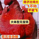 活體鴿子大型元寶鴿種鴿幼鴿一對落地王肉鴿包下蛋觀(guān)賞鴿圓環(huán)公母 紅色 一對公母50天