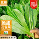 北蔬 孔雀菜種子苗生菜四季綠葉菜陽臺種盆栽蔬菜種籽 孔雀菜種子10g