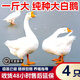 產(chǎn)蛋王大白鵝苗一斤四季脫溫特大鵝苗三花鵝苗豁眼鵝苗小鵝苗包活 產(chǎn)蛋王白鵝苗1斤  4只【1公3母】