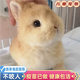 兔子活物侏儒兔鳳眼小型茶杯兔長(cháng)不大不咬人寵物荷蘭垂耳兔子活體 隨機侏儒兔【送籠子+藥+兔糧】