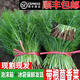 順豐包郵茴香菜新鮮茴香苗現摘頭茬葷香嫩葉回香小茴香餃子餡蔬菜 茴香帶根半斤