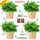 小冤家綠蘿盆栽室內(nèi)花卉綠植綠籮水養(yǎng)花卉盆景桌面辦公客廳水培大葉綠色 180#五葉草吸水盆【四盆】肥料2包