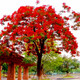 鳳凰木樹(shù)苗樹(shù)苗珍貴樹(shù)苗庭院小區(qū)風(fēng)景樹(shù) 綠化樹(shù)風(fēng)景盆栽 50cm(含 3年苗[備注品種]1公分粗