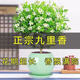 驅蚊驅蟲(chóng)】九里香四季樹(shù)苗盆栽開(kāi)花濃香室內陽(yáng)臺驅蚊凈化空氣好養 驅蚊蟲(chóng)/九里香特大苗+肥【一顆】開(kāi)花爆滿(mǎn)