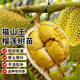 瑯闕貓山王榴蓮樹(shù)苗南方種植果樹(shù)苗盆栽地栽水果樹(shù)1-1.5cm源頭直發(fā)