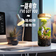 有光青年苔蘚微景觀生態(tài)瓶辦公室面創(chuàng)意綠植種植小盆栽擺件禮物 一路有你（充電款）+禮盒+賀卡 帶盆栽好