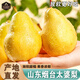 南步山東煙臺太婆梨【放軟吃】啤梨葫蘆香蕉梨大頭軟梨丑茄梨新鮮水果 5斤 精品中果【約4-5個/斤】