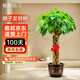 植男植女發(fā)財(cái)樹(shù)五福辮子客廳大型盆栽室內(nèi)綠植辦公室開(kāi)業(yè)招財(cái)樹(shù)源頭直發(fā)