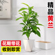 愛優(yōu)尚黃蘭花玉蘭樹苗花卉室內(nèi)庭院綠植黃角蘭盆栽易活帶花苞源頭直發(fā)