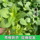 河南特色蔬菜原生態(tài)現摘大葉荊芥天然帶根直供農家種植荊芥菜新鮮 二斤