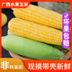 澮爺廣西黃金水果玉米2025新鮮現(xiàn)摘蔬菜苞谷甜玉米非生吃金銀棒子整箱 4.8斤凈重 （約5-8根）