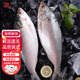 頤菁澤東海鰣魚(yú)鮮活冰鮮 1斤-2斤 無(wú)需刮鱗 海鮮水產(chǎn)海魚(yú)魚(yú)類(lèi) 1.4-1.6斤每條 1條裝（嘗鮮款）