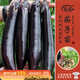壽禾 長(cháng)茄子苗帶土秧苗紫黑亮長(cháng)茄四季蔬菜苗 長(cháng)茄苗9棵源頭直發(fā)包郵