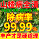 晴天霹靂山楂樹(shù)專(zhuān)用藥防治銹病卷葉子發(fā)黃根腐病菌清開(kāi)花前后專(zhuān)用肥營(yíng)養液 1瓶【山楂樹(shù)病全治】